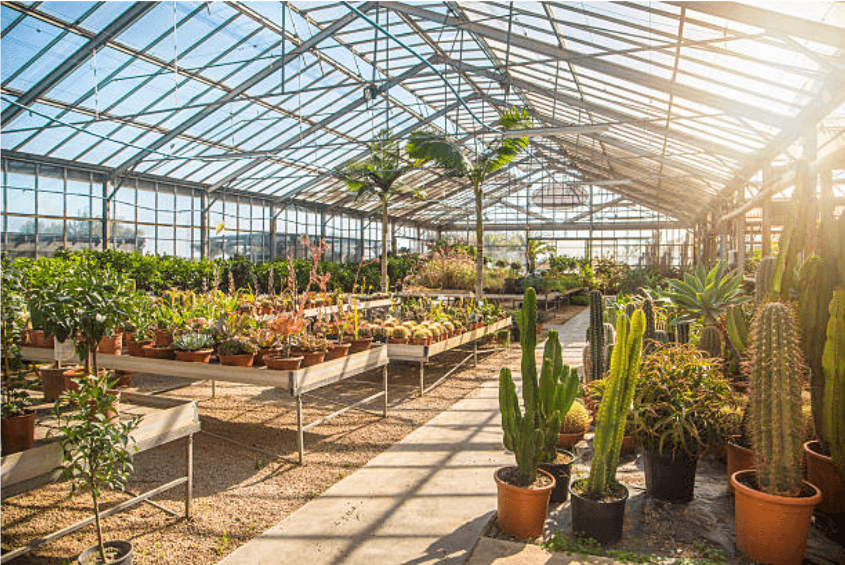 Hardy Succulents farm view 1