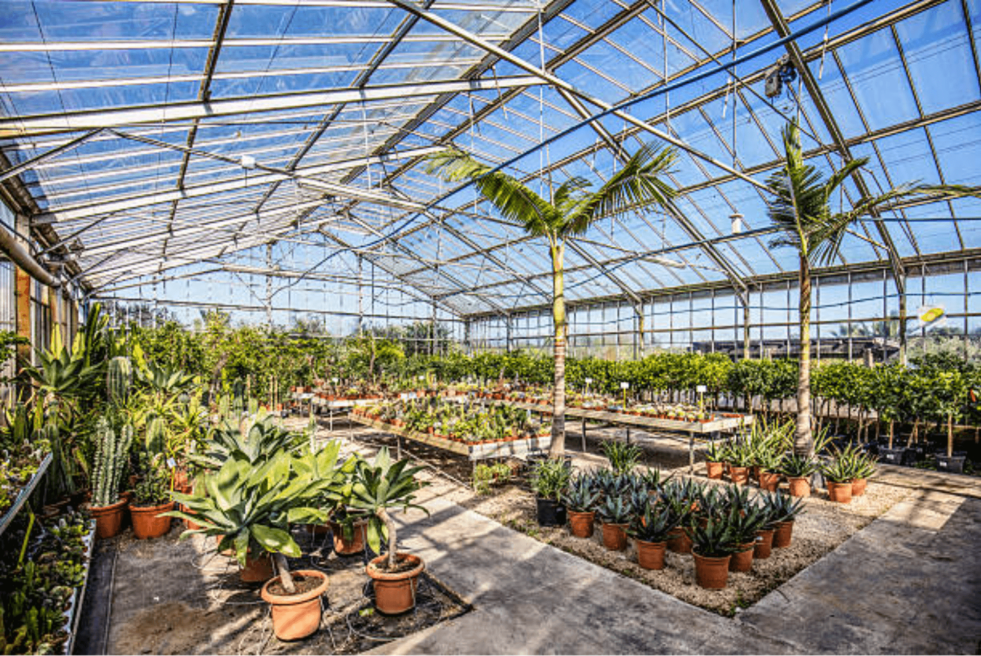Hardy Succulents farm view 2