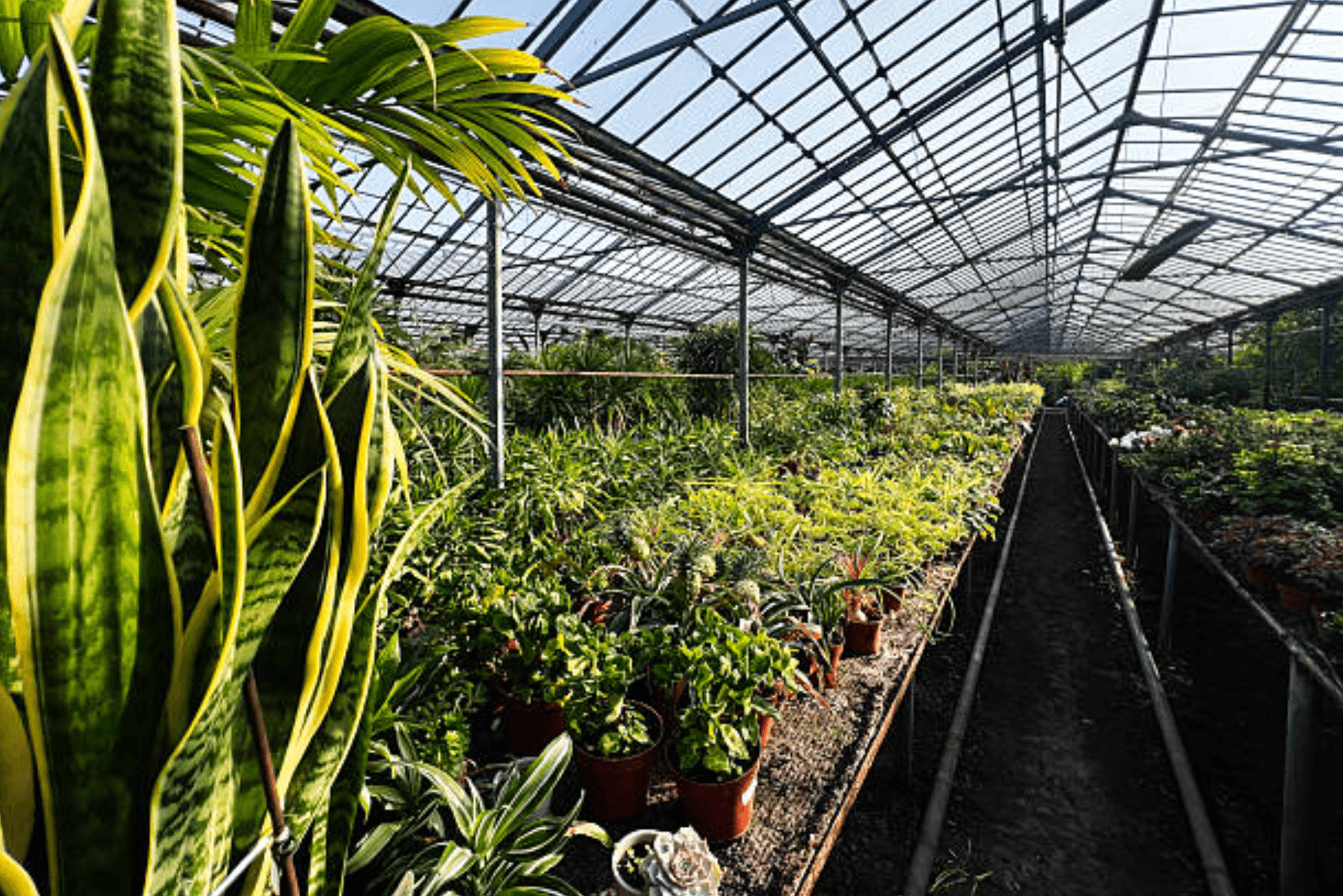 Hardy Succulents farm view 4