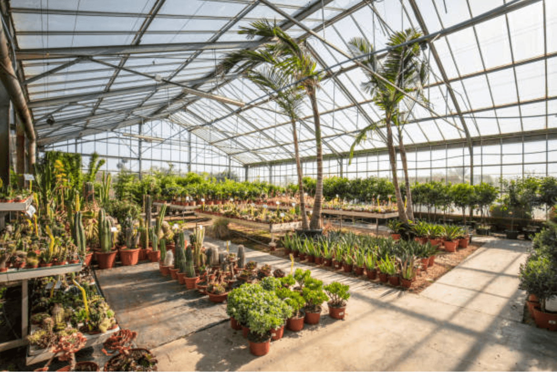 Hardy Succulents farm view 5